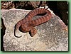 SydneyDeathAdder004.jpg