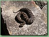SydneyDeathAdder006.jpg