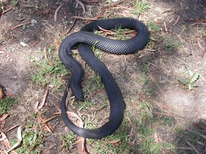 RedBelliedBlack002.jpg