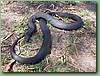 RedBelliedBlack003.jpg