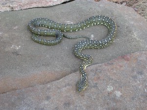 DiamondPython003.jpg