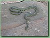 DiamondPython003.jpg