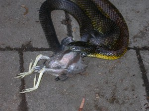 TigerFeeding005.jpg