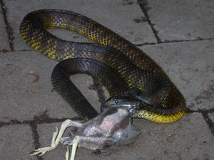 TigerFeeding006.jpg