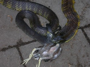 TigerFeeding007.jpg