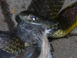 TigerFeeding008.jpg
