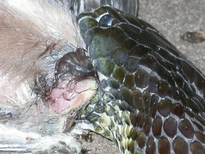 TigerFeeding012.jpg