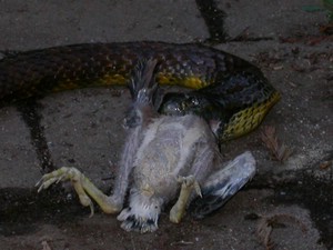 TigerFeeding013.jpg