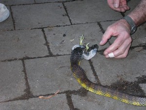TigerFeeding014.jpg