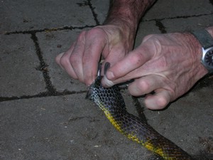 TigerFeeding015.jpg