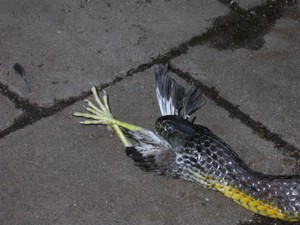 TigerFeeding016.jpg