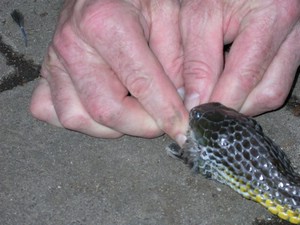 TigerFeeding017.jpg
