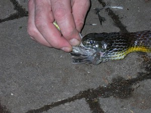 TigerFeeding018.jpg