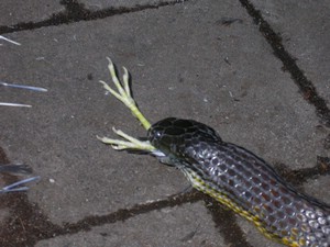 TigerFeeding019.jpg