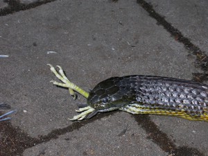 TigerFeeding020.jpg