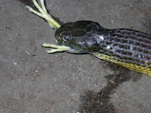 TigerFeeding021.jpg