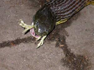 TigerFeeding022.jpg