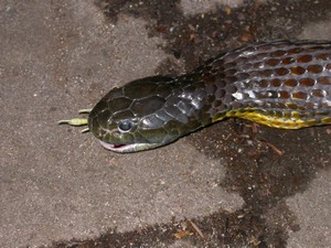 TigerFeeding024.jpg