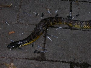 TigerFeeding025.jpg