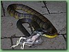 TigerFeeding006.jpg