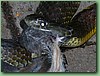 TigerFeeding008.jpg