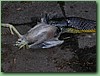 TigerFeeding011.jpg