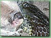TigerFeeding012.jpg