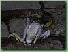TigerFeeding013.jpg