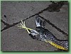 TigerFeeding016.jpg