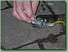 TigerFeeding018.jpg