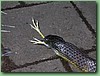 TigerFeeding019.jpg
