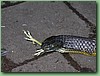 TigerFeeding020.jpg