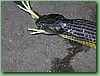 TigerFeeding021.jpg