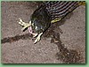 TigerFeeding022.jpg