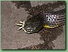 TigerFeeding023.jpg