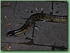 TigerFeeding025.jpg
