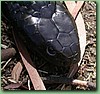 KangarooIslTiger001.jpg