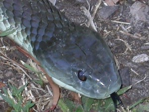 YarraValleyTiger002.jpg