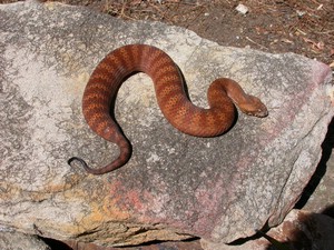SydneyDeathAdder001.jpg