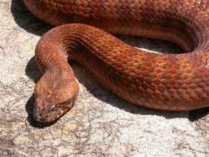 SydneyDeathAdder002.jpg