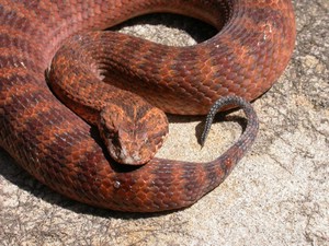 SydneyDeathAdder003.jpg