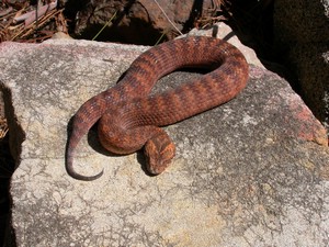 SydneyDeathAdder004.jpg
