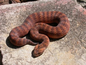 SydneyDeathAdder005.jpg