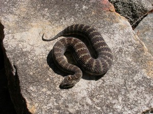 SydneyDeathAdder006.jpg
