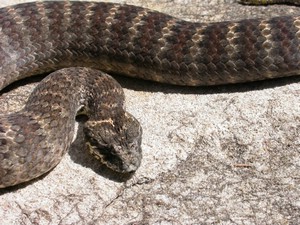 SydneyDeathAdder007.jpg