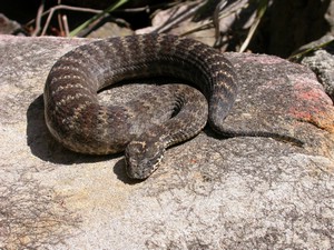 SydneyDeathAdder008.jpg