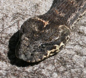 SydneyDeathAdder009.jpg