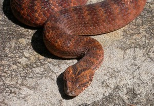 SydneyDeathAdder010.jpg
