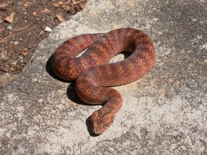 SydneyDeathAdder011.jpg