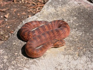 SydneyDeathAdder012.jpg